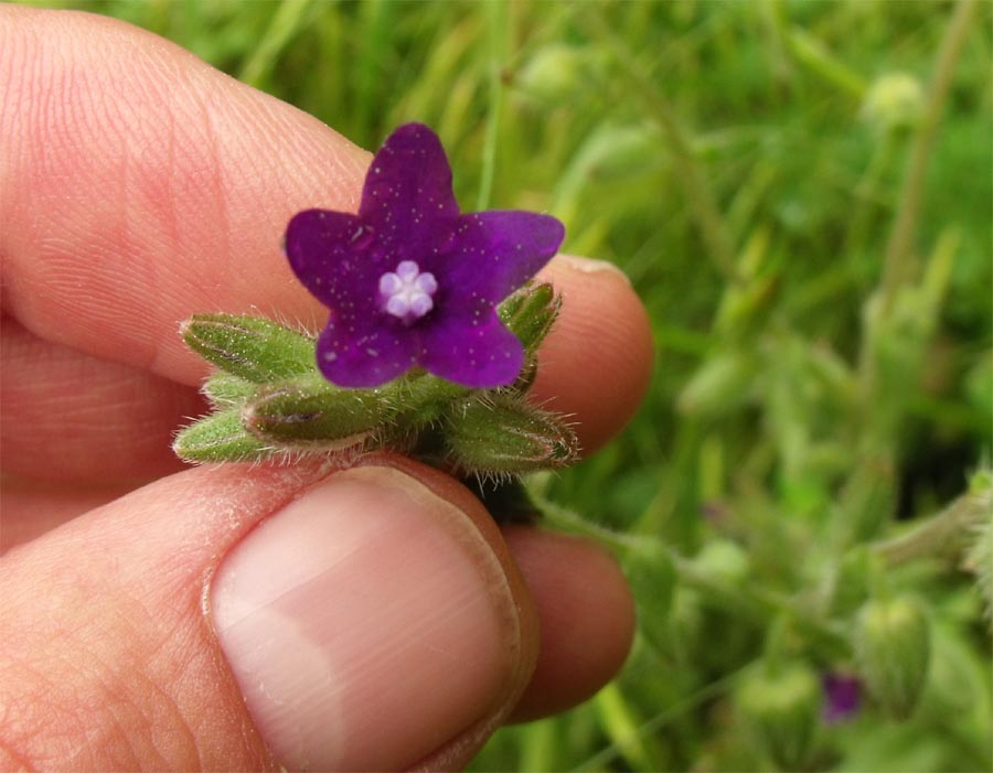 Anchusa (?) da ID